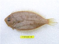 藏品(五眼斑鮃)的圖片